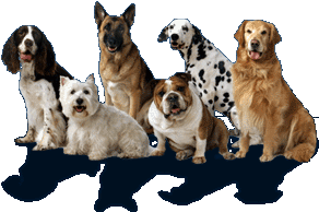 We've got great shelter pets just waiting for you!